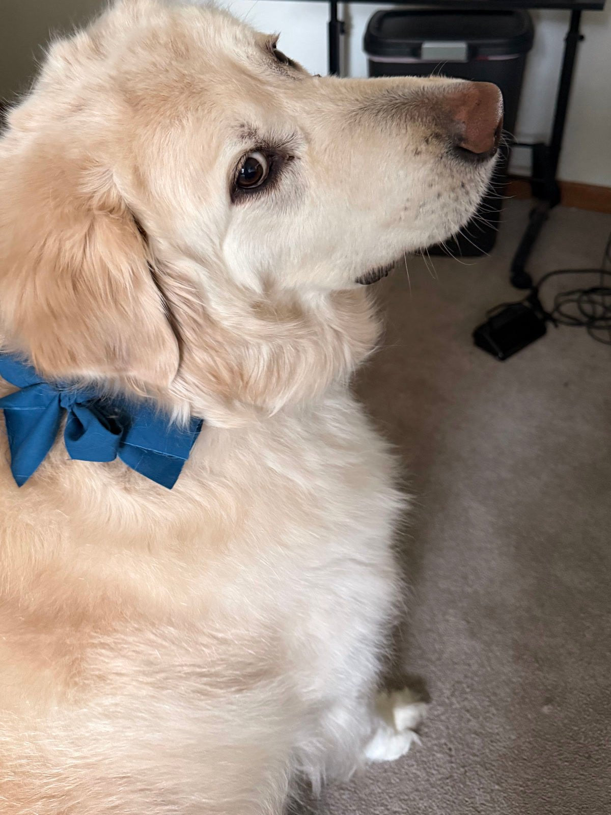 The Brewvana family dog wearing a blue bow